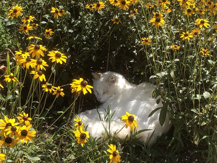 A photo of Beatrice the cat sleeping amongst some Black-eyed Susan flowers