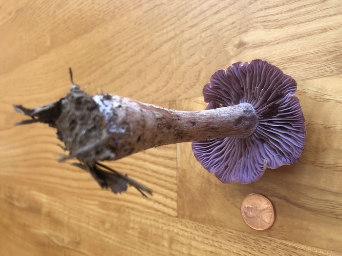 A photo showing the purple-ish color of the gills of a mushroom