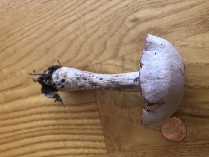 A photo showing the stem of a mushroom