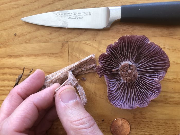 A photo showing the interior of the stem of a mushroom