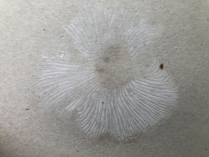 A photo showing a mushroom spore print