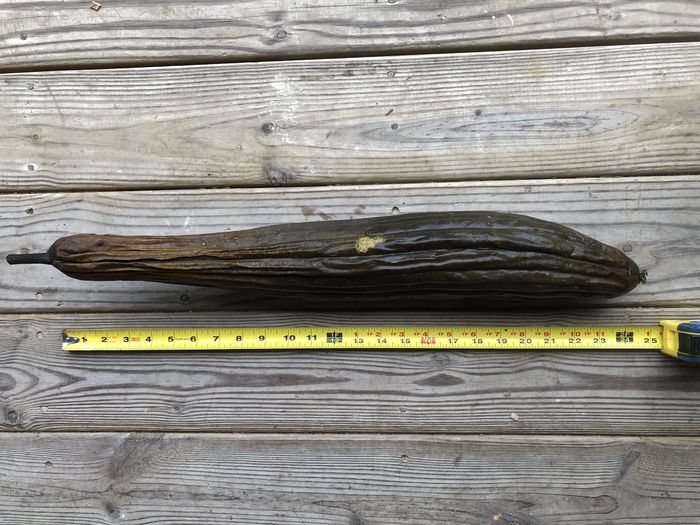 A photo showing a large, mature, two-foot long loofah squash