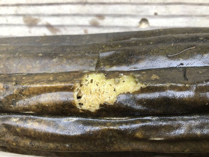 A photo showing a closeup of a hole in the squash's skin