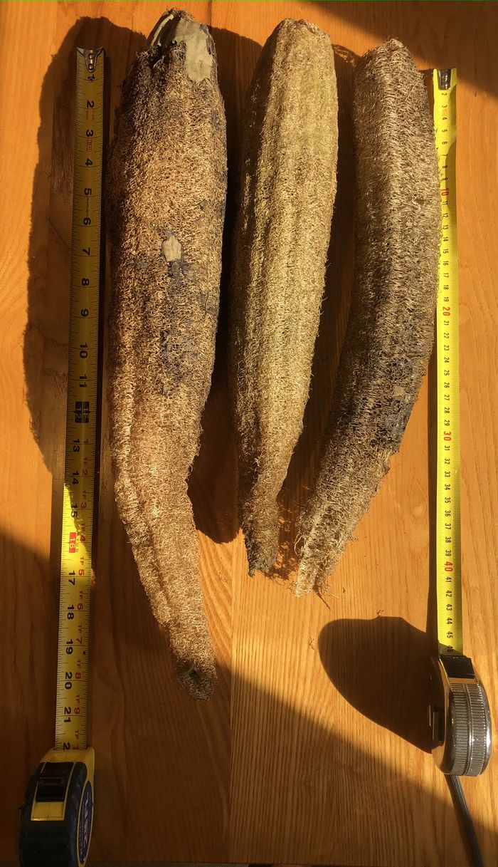 A photo showing 3 peeled loofah squashes