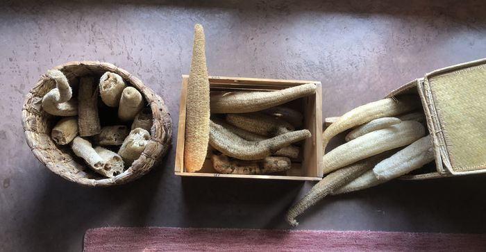 A photo showing three groups of loofah sponges, about 30 in total