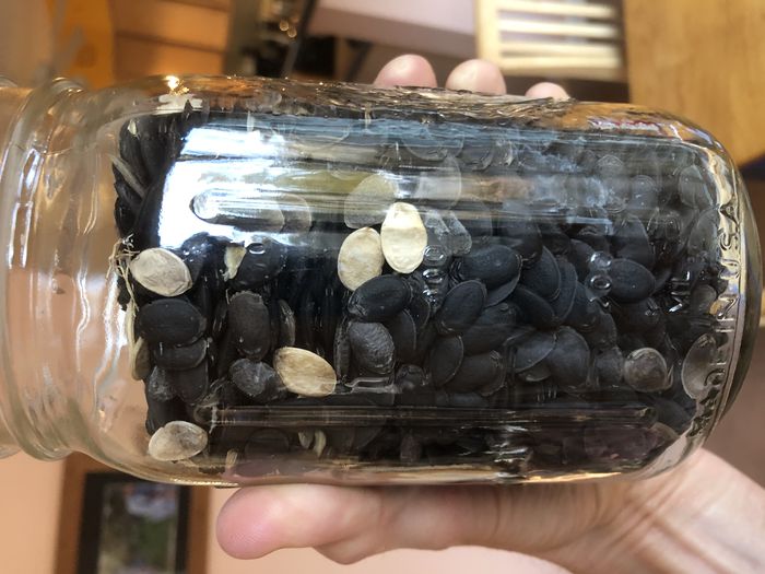A photo showing a quart mason jar full of loofah sponge seeds